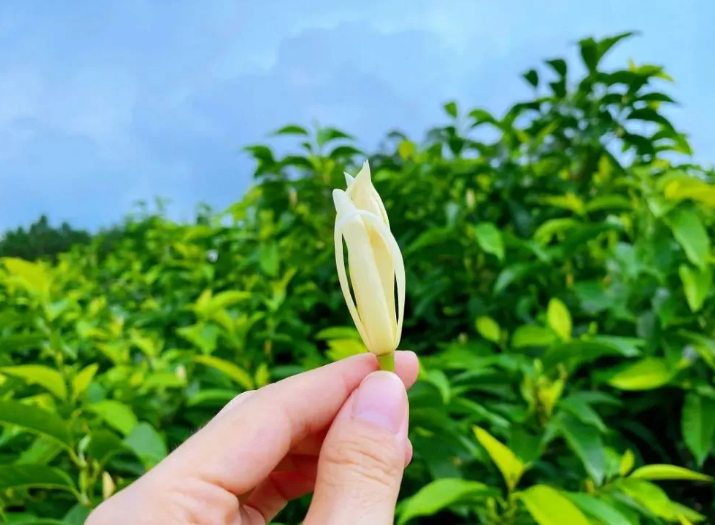 Olio essenziale di fiori di magnolia Benefici
