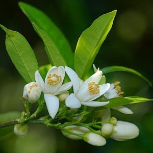 Neroli Flower Oil