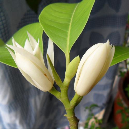magnolia flower photos.03.