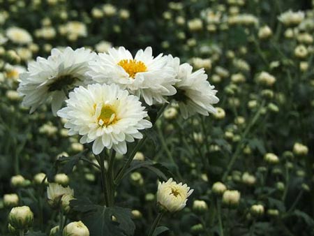 Chrysanthemum absolute Oil