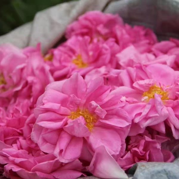 Rosa centifolia  Flowers Oil