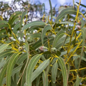 Eucalyptus Globulus 80/85% Huile essentielle