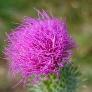 High quality milk thistle extract China